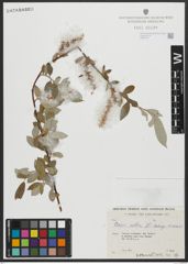 Foto von Salix alba subsp. micans (Andersson) Rech. f.